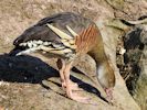 Plumed Whistling Duck (WWT Slimbridge April 2013) - pic by Nigel Key